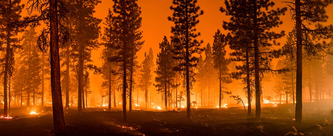 Image of a forest fire